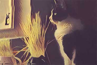 Blade the black and white cat